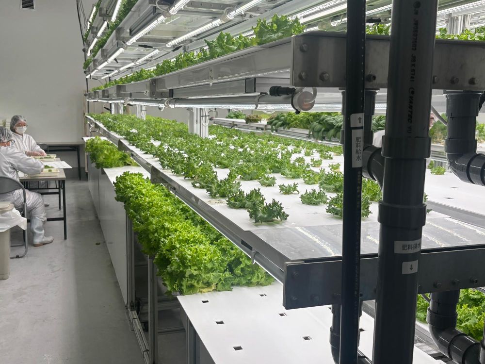 当社の活動「健康クラブ」「オナカマレタス」が取材を受けてネットニュース（Yahoo!ニュース）に掲載されました。